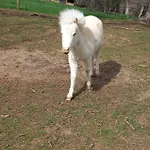 Βίλα Maison Entouree D Animaux En Pleine Campagne *