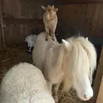Maison Entouree D Animaux En Pleine Campagne Lasseube