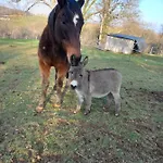 Maison Entouree D Animaux En Pleine Campagne *