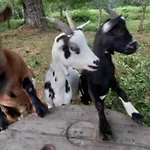 Maison Entouree D Animaux En Pleine Campagne Βίλα Lasseube