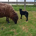 Maison Entouree D Animaux En Pleine Campagne *