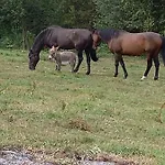 Maison Entouree D Animaux En Pleine Campagne Βίλα