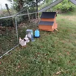 Maison Entouree D Animaux En Pleine Campagne