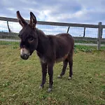 Maison Entouree D Animaux En Pleine Campagne Βίλα