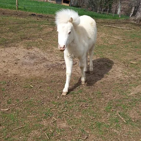 Villa Maison Entouree D Animaux En Pleine Campagne *