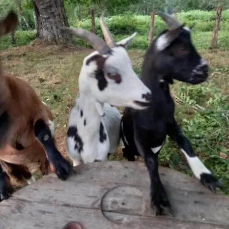 Maison Entouree D Animaux En Pleine Campagne Villa Lasseube