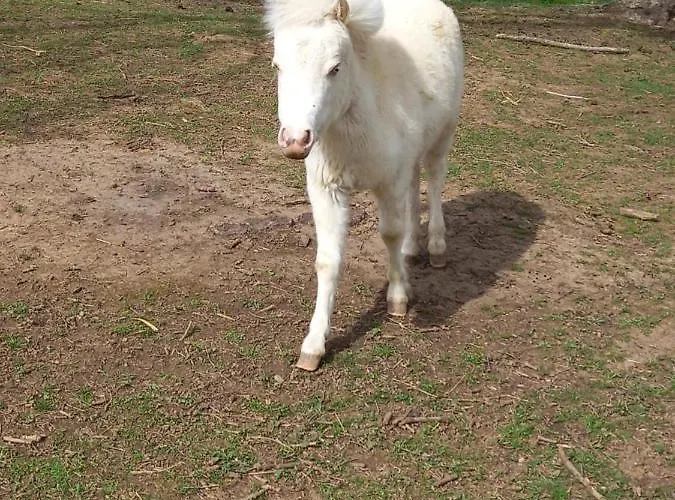 Вилла Maison Entouree D Animaux En Pleine Campagne *
