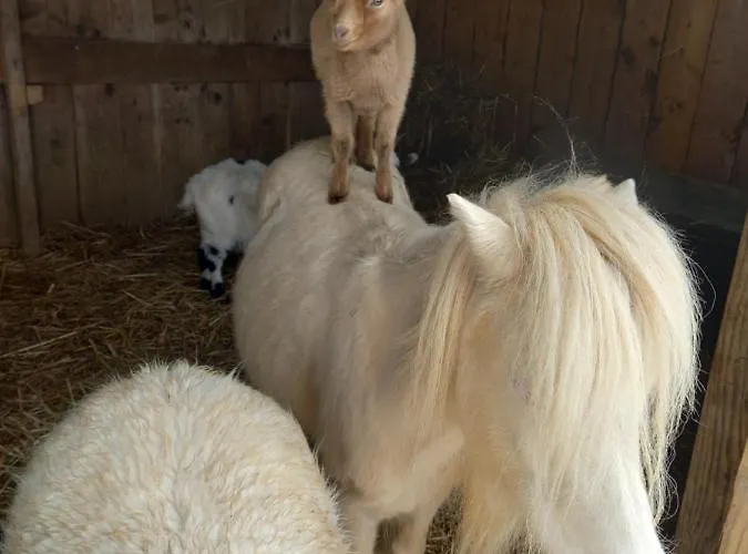 Maison Entouree D Animaux En Pleine Campagne Lasseube