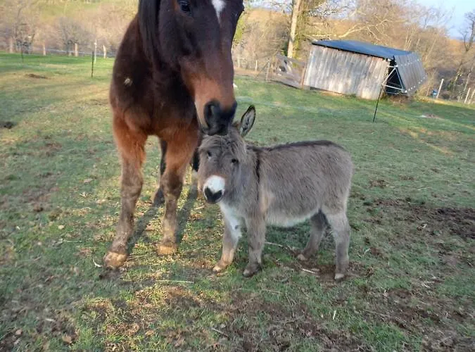 Maison Entouree D Animaux En Pleine Campagne *