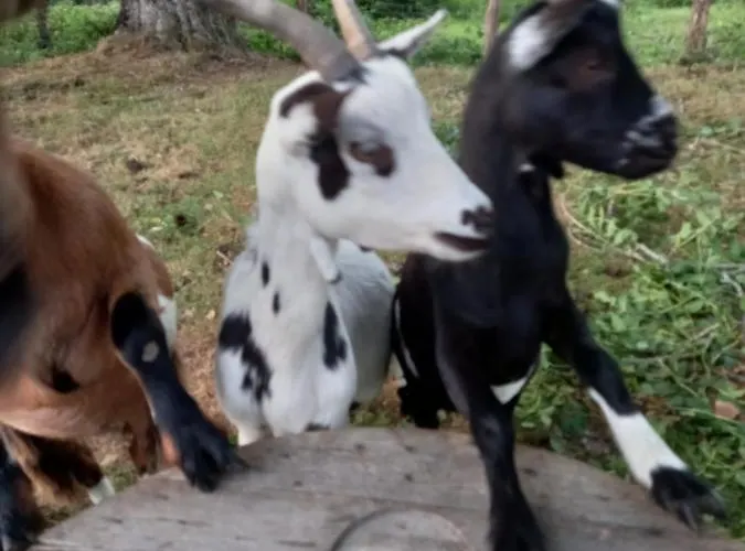 Maison Entouree D Animaux En Pleine Campagne Βίλα Lasseube