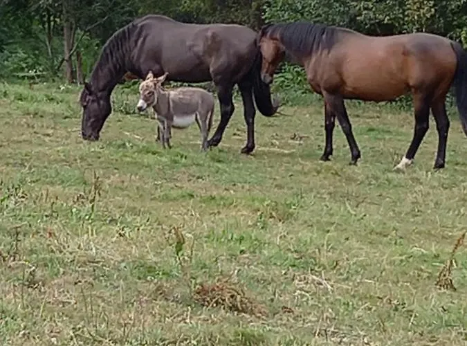 Maison Entouree D Animaux En Pleine Campagne Вилла