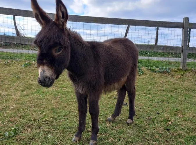 Maison Entouree D Animaux En Pleine Campagne Вилла
